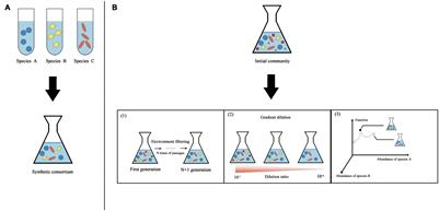 Construction of Environmental Synthetic Microbial Consortia: Based on Engineering and Ecological Principles
